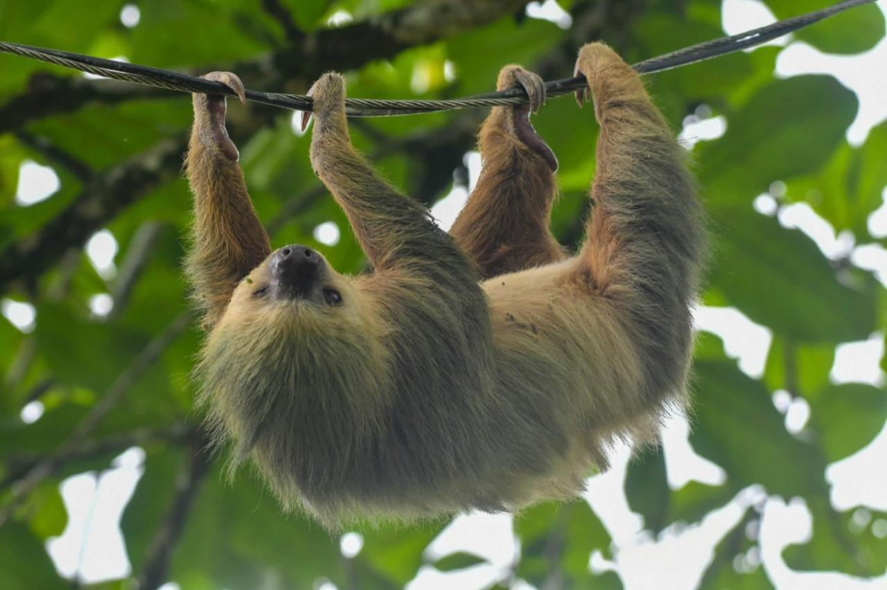 Veragua Rainforest Puerto Limon Ngoại thất bức ảnh
