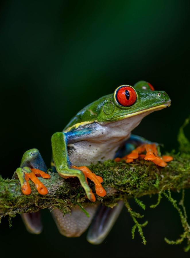 Veragua Rainforest Puerto Limon Ngoại thất bức ảnh
